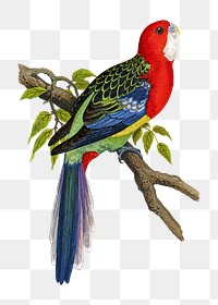 Vintage bird png rosella parakeet, transparent background. Remixed by rawpixel.