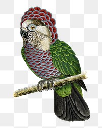 Vintage bird png hawk-headed parrot, transparent background. Remixed by rawpixel.