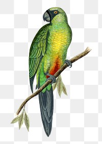 Vintage bird png masked parakeet, transparent background. Remixed by rawpixel.
