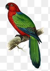 Vintage bird png red shining parakeet, transparent background. Remixed by rawpixel.