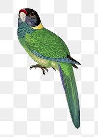 Vintage bird png yellow-naped parakeet, transparent background. Remixed by rawpixel.