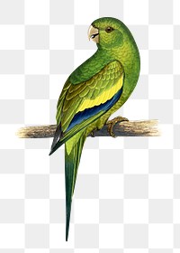 Vintage bird png canary-winged conure, transparent background. Remixed by rawpixel.