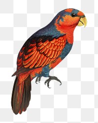 Vintage bird png blue-breasted lory, transparent background. Remixed by rawpixel.