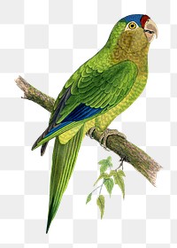 Vintage bird png petz's conure, transparent background. Remixed by rawpixel.