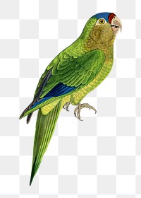 Vintage bird png petz's conure, transparent background. Remixed by rawpixel.