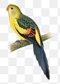 Vintage bird png rock pepler parakeet, transparent background. Remixed by rawpixel.