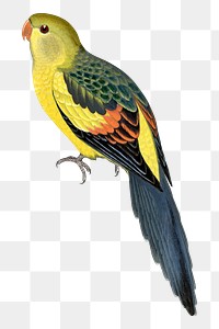 Vintage bird png rock pepler parakeet, transparent background. Remixed by rawpixel.