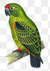 Vintage bird png jardine's parrot, transparent background. Remixed by rawpixel.