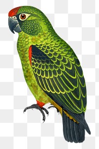 Vintage bird png jardine's parrot, transparent background. Remixed by rawpixel.