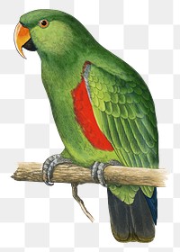 Vintage bird png new guinea ecletus, transparent background. Remixed by rawpixel.