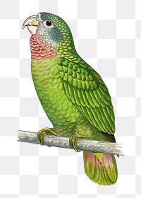 Vintage bird png Jamaica parrot, transparent background. Remixed by rawpixel.