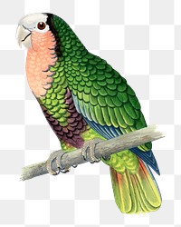 Vintage bird png red-throated white-fronted Amazon, transparent background. Remixed by rawpixel.