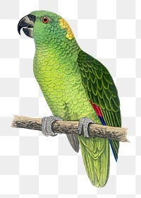 Vintage bird png yellow naped Amazon, transparent background. Remixed by rawpixel.