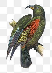 Vintage bird png mountain parrot, transparent background. Remixed by rawpixel.