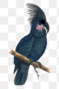 Vintage bird png great black cockatoo, transparent background. Remixed by rawpixel.