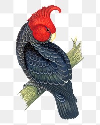 Vintage bird png gang-gang cockatoo, transparent background. Remixed by rawpixel.