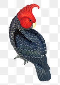 Vintage bird png gang-gang cockatoo, transparent background. Remixed by rawpixel.