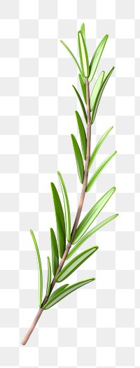 PNG 3D rosemary branch, element illustration, transparent background