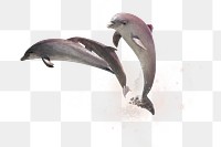 PNG Swimming dolphins, galaxy aesthetic remix, transparent background