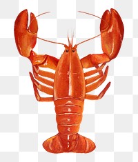 PNG Lobster, crawfish, seafood illustration, transparent background