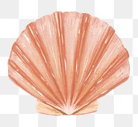 PNG Clam shellfish, seafood illustration, transparent background