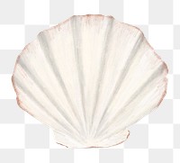 PNG Clam shellfish, seafood illustration, transparent background