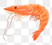 PNG Boiled shrimp, seafood illustration, transparent background