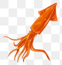 PNG Squid seafood, food illustration, transparent background