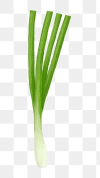 PNG Leek, vegetable illustration, transparent background