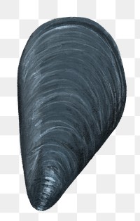 PNG Mussel, shellfish seafood illustration, transparent background