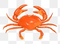 PNG Crab seafood, food illustration, transparent background