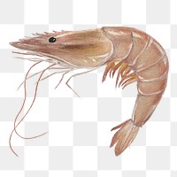 PNG Fresh shrimp, seafood illustration, transparent background