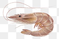 PNG Fresh shrimp, seafood illustration, transparent background