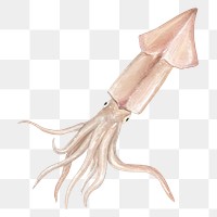 PNG Squid seafood, food illustration, transparent background