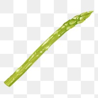 PNG Asparagus, vegetable illustration, transparent background