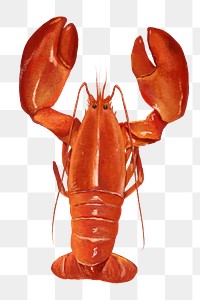 PNG Lobster, crawfish, seafood illustration, transparent background