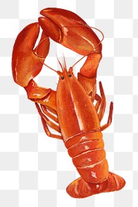 PNG Lobster, crawfish, seafood illustration, transparent background