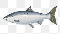 PNG Fresh salmon  fish, seafood illustration, transparent background