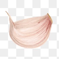 PNG Garlic clove, vegetable illustration, transparent background