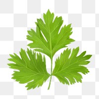 PNG Coriander leaf, vegetable illustration, transparent background