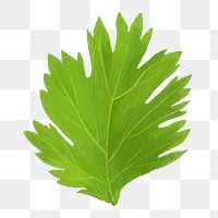 PNG Coriander leaf, vegetable illustration, transparent background