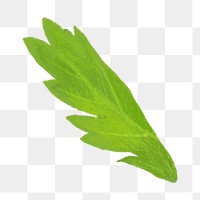 PNG Coriander leaf, vegetable illustration, transparent background