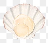 PNG Clam shellfish, seafood illustration, transparent background