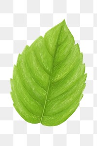 PNG Basil leaf, vegetable illustration, transparent background