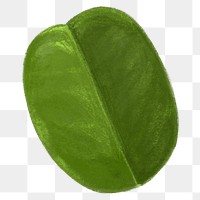 PNG Kaffir lime leaf, vegetable illustration, transparent background