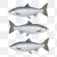 PNG Fresh salmon fish, seafood illustration, transparent background