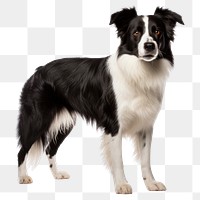 PNG Border Collie png dog, transparent background 
