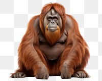 PNG Orangutan png wild animal, transparent background  PNG with transparent background.