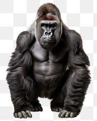 PNG Gorilla png wild animal, transparent background  PNG with transparent background.