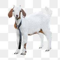 Png young white and brown goat, transparent background